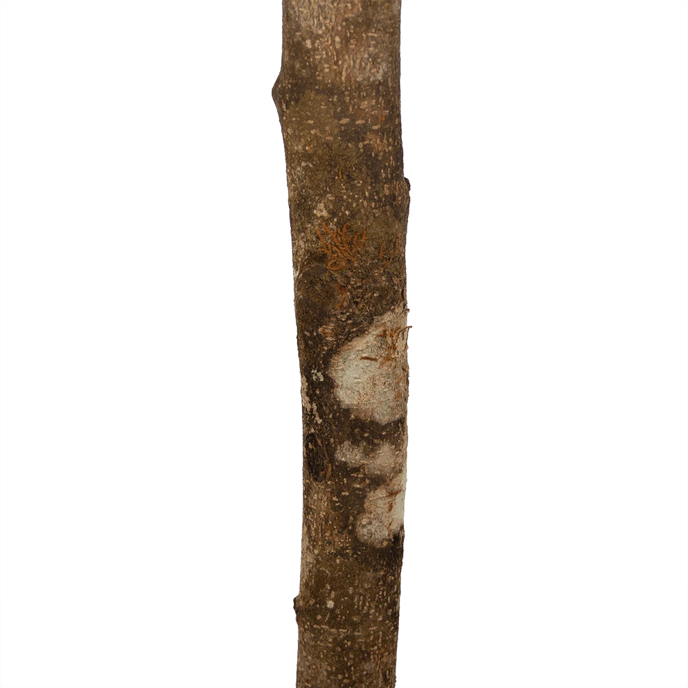 Ficus Binnendijkii Amstel King Op Stam - Treurvijg - P31 H140 - Kamerplant 3 Ficus Binnendijkii Amstel King Op Stam - Treurvijg - P31 H140 - Kamerplant - Afbeelding 3