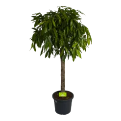 Ficus Binnendijkii Amstel King Op Stam - Treurvijg - P40 H170 - Kamerplant