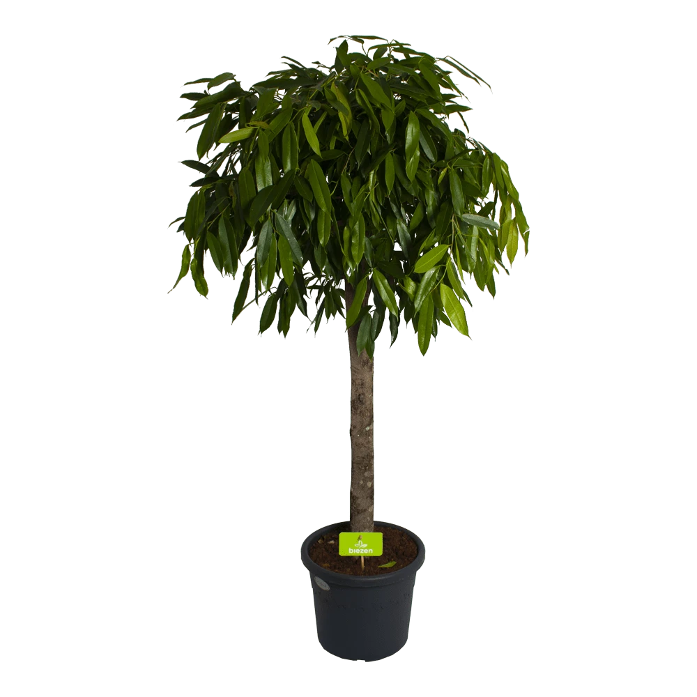 Ficus Binnendijkii Amstel King Op Stam - Treurvijg - P40 H170 - Kamerplant 1 Ficus Binnendijkii Amstel King Op Stam - Treurvijg - P40 H170 - Kamerplant
