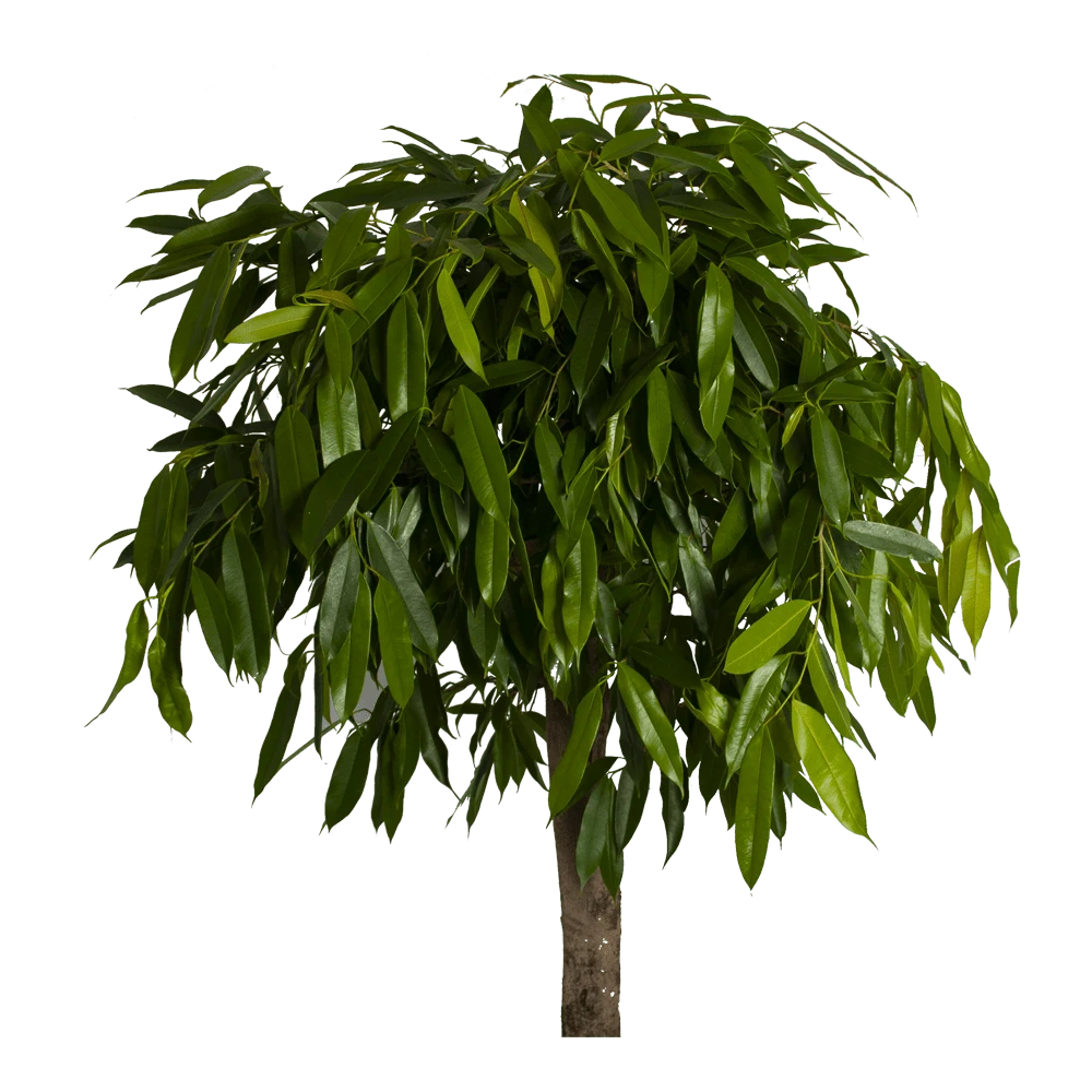 Ficus Binnendijkii Amstel King Op Stam - Treurvijg - P40 H170 - Kamerplant 2 Ficus Binnendijkii Amstel King Op Stam - Treurvijg - P40 H170 - Kamerplant - Afbeelding 2