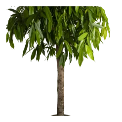 Ficus Binnendijkii Amstel King Op Stam - Treurvijg - P40 H170 - Kamerplant 6 Ficus Binnendijkii Amstel King Op Stam - Treurvijg - P40 H170 - Kamerplant -Goedkope Tuinbenodigdheden winkel ficus binnendijkii amstel king op stam treurvijg p40 h170 4