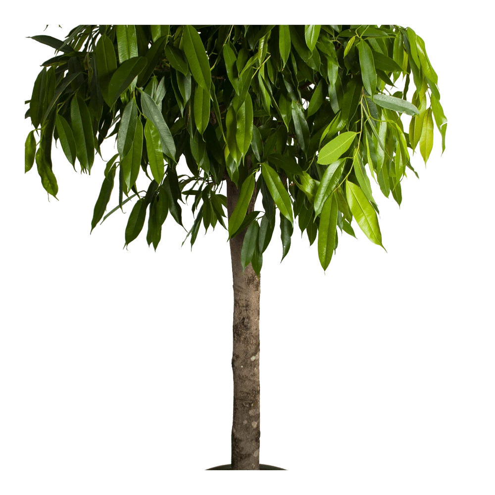 Ficus Binnendijkii Amstel King Op Stam - Treurvijg - P40 H170 - Kamerplant 3 Ficus Binnendijkii Amstel King Op Stam - Treurvijg - P40 H170 - Kamerplant - Afbeelding 3