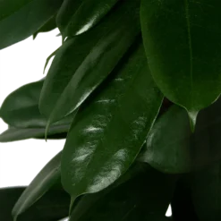 Ficus Cyathistipula - Groene Vijg - Op Zuil - P29 H150 - Kamerplant -Goedkope Tuinbenodigdheden winkel ficus cyathistipula groene vijg op zuil p29 h150 5