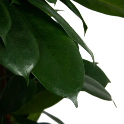 Ficus Cyathistipula - Groene Vijg - Op Zuil - P29 H150 - Kamerplant -Goedkope Tuinbenodigdheden winkel ficus cyathistipula groene vijg op zuil p29 h150 6