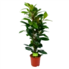 Ficus Cyathistipula - Groene Vijg - Toef - P21 H105 - Kamerplant