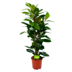 Ficus Cyathistipula - Groene Vijg - Toef - P21 H105 - Kamerplant