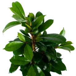 Ficus Cyathistipula - Groene Vijg - Toef - P21 H105 - Kamerplant 6 Ficus Cyathistipula - Groene Vijg - Toef - P21 H105 - Kamerplant -Goedkope Tuinbenodigdheden winkel ficus cyathistipula groene vijg toef p21 h105 6 1