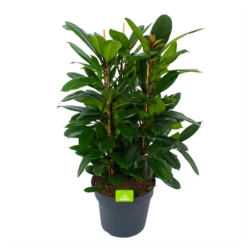 Ficus Cyathistipula - Groene Vijg - Toef - P34 H120 - Kamerplant