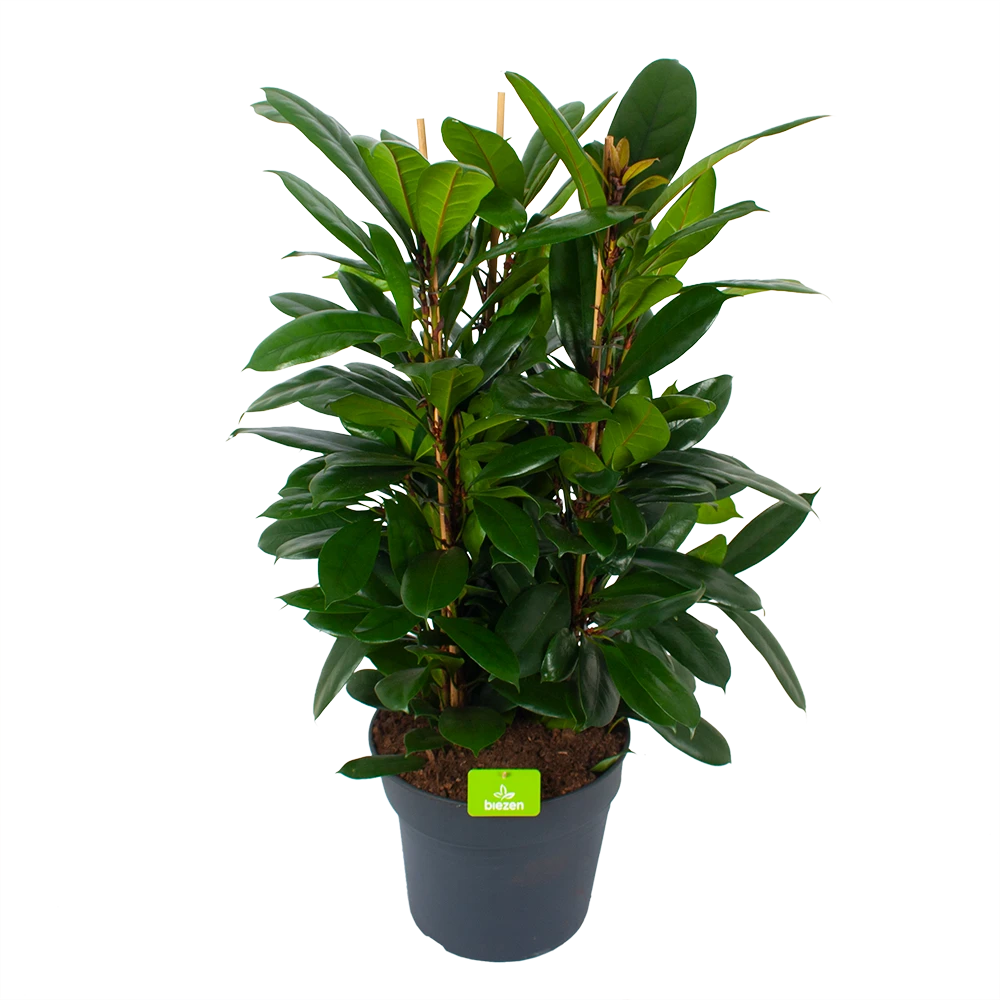 Ficus Cyathistipula - Groene Vijg - Toef - P34 H120 - Kamerplant 1 Ficus Cyathistipula - Groene Vijg - Toef - P34 H120 - Kamerplant