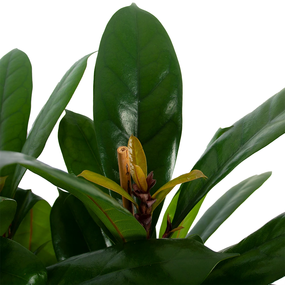 Ficus Cyathistipula - Groene Vijg - Toef - P34 H120 - Kamerplant 2 Ficus Cyathistipula - Groene Vijg - Toef - P34 H120 - Kamerplant - Afbeelding 2