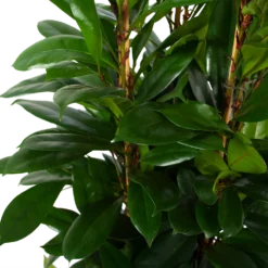 Ficus Cyathistipula - Groene Vijg - Toef - P34 H120 - Kamerplant 6 Ficus Cyathistipula - Groene Vijg - Toef - P34 H120 - Kamerplant -Goedkope Tuinbenodigdheden winkel ficus cyathistipula groene vijg toef p34 h120 6 3