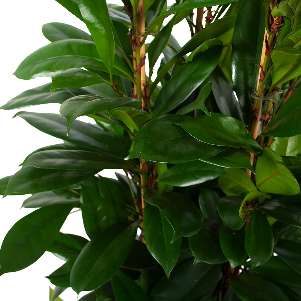 Ficus Cyathistipula - Groene Vijg - Toef - P34 H120 - Kamerplant 3 Ficus Cyathistipula - Groene Vijg - Toef - P34 H120 - Kamerplant - Afbeelding 3
