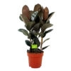 Ficus Elastica Abidjan - Rubberboom - P27 H100 - Kamerplant
