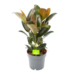 Ficus Elastica Melany - Rubberboom - P19 H55 - Kamerplant