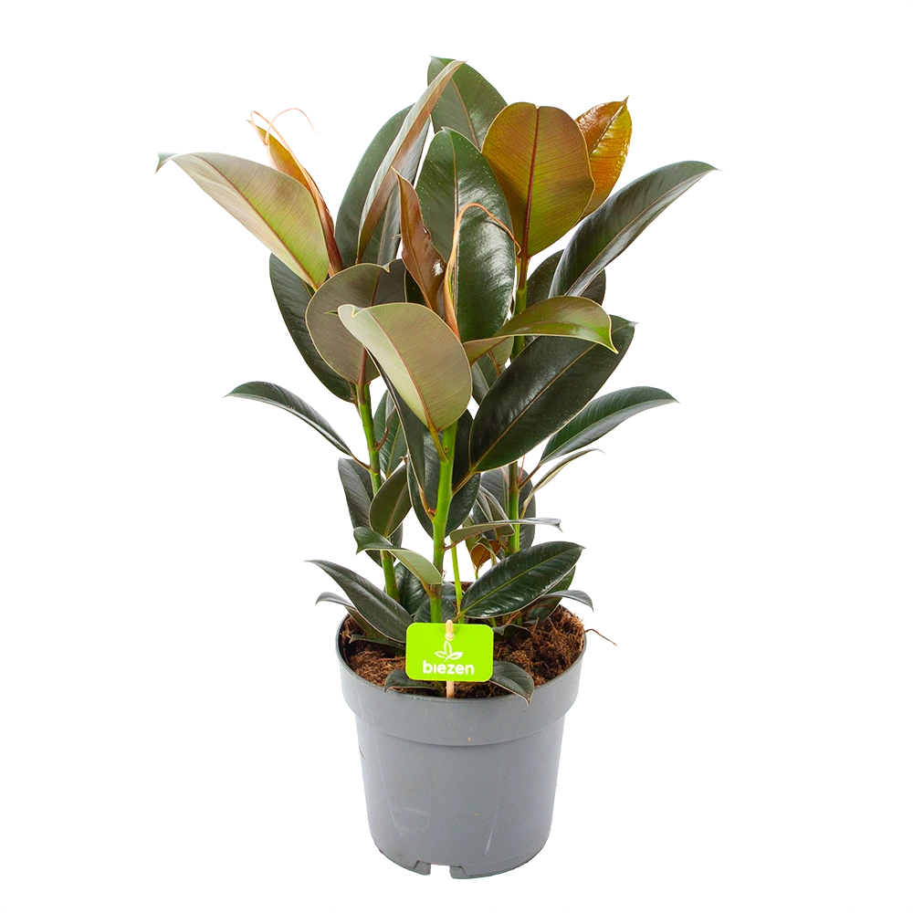 Ficus Elastica Melany - Rubberboom - P19 H55 - Kamerplant 1 Ficus Elastica Melany - Rubberboom - P19 H55 - Kamerplant