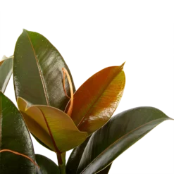 Ficus Elastica Melany - Rubberboom - P19 H55 - Kamerplant 6 Ficus Elastica Melany - Rubberboom - P19 H55 - Kamerplant -Goedkope Tuinbenodigdheden winkel ficus elastica melany rubberboom p19 h55 6