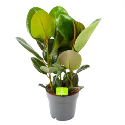 Ficus Elastica Robusta - Rubberboom - P19 H55 - Kamerplant