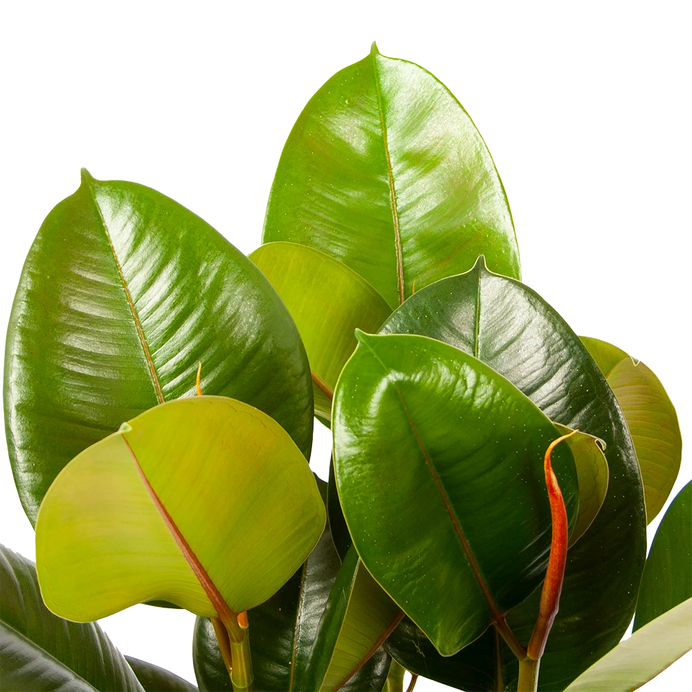 Ficus Elastica Robusta - Rubberboom - P19 H55 - Kamerplant 2 Ficus Elastica Robusta - Rubberboom - P19 H55 - Kamerplant - Afbeelding 2