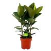 Ficus Elastica Robusta - Rubberboom - P27 H100 - Kamerplant