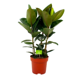 Ficus Elastica Robusta - Rubberboom - P27 H100 - Kamerplant