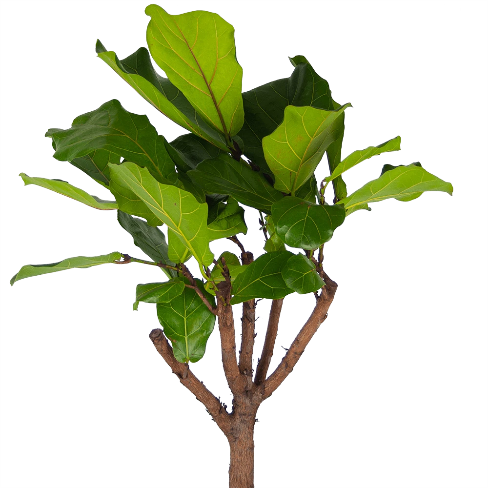 Ficus Lyrata Op Stam - Tabaksplant - P30 H150 - Kamerplant 2 Ficus Lyrata Op Stam - Tabaksplant - P30 H150 - Kamerplant - Afbeelding 2