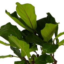 Ficus Lyrata Op Stam - Tabaksplant - P30 H150 - Kamerplant 6 Ficus Lyrata Op Stam - Tabaksplant - P30 H150 - Kamerplant -Goedkope Tuinbenodigdheden winkel ficus lyrata op stam tabaksplant p30 h150 kamerplant 4