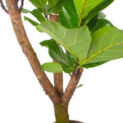 Ficus Lyrata Vertakt - Tabaksplant - P24 H130 - Kamerplant 6 Ficus Lyrata Vertakt - Tabaksplant - P24 H130 - Kamerplant -Goedkope Tuinbenodigdheden winkel ficus lyrata tabaksplant p24 h130 6 3