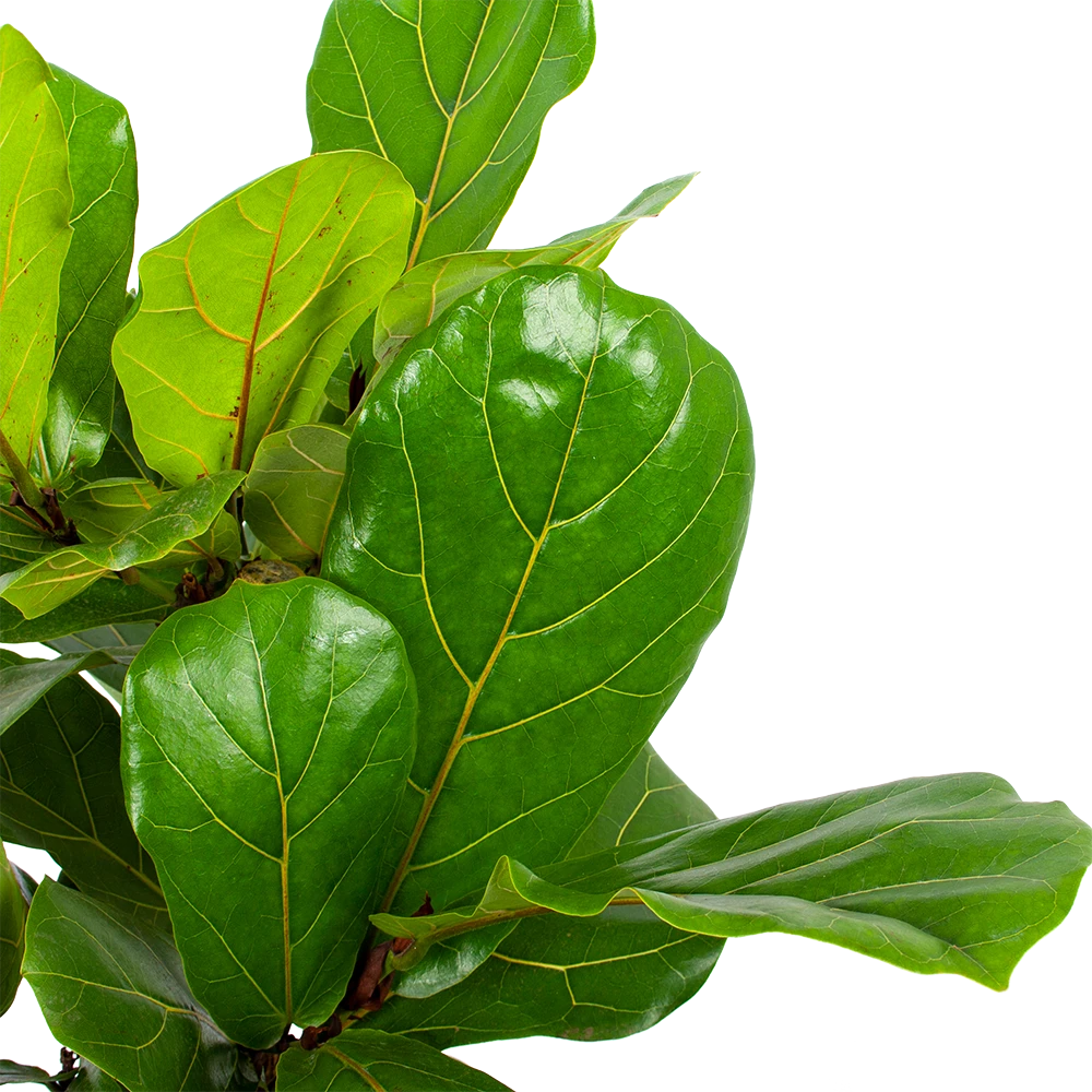 Ficus Lyrata Vertakt - Tabaksplant - P27 H110 - Kamerplant 2 Ficus Lyrata Vertakt - Tabaksplant - P27 H110 - Kamerplant - Afbeelding 2