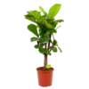 Ficus Lyrata Vertakt - Tabaksplant - P30 H130 - Kamerplant