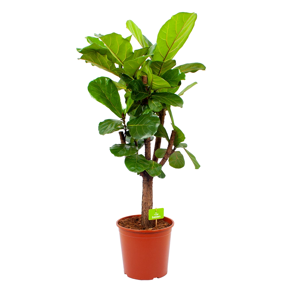 Ficus Lyrata Vertakt - Tabaksplant - P30 H130 - Kamerplant 1 Ficus Lyrata Vertakt - Tabaksplant - P30 H130 - Kamerplant