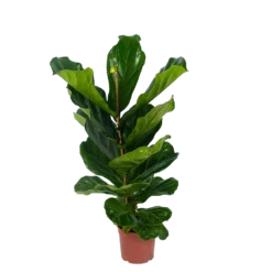 Ficus Lyrata - Tabaksplant - Toef - P17 H90 - Kamerplant