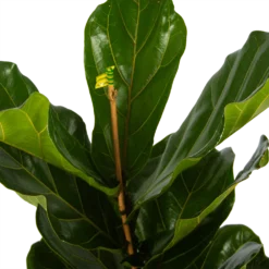 Ficus Lyrata - Tabaksplant - Toef - P17 H90 - Kamerplant -Goedkope Tuinbenodigdheden winkel ficus lyrata tabaksplant toef p17 h90 5