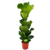Ficus Lyrata - Tabaksplant - Toef - P21 H90 - Kamerplant