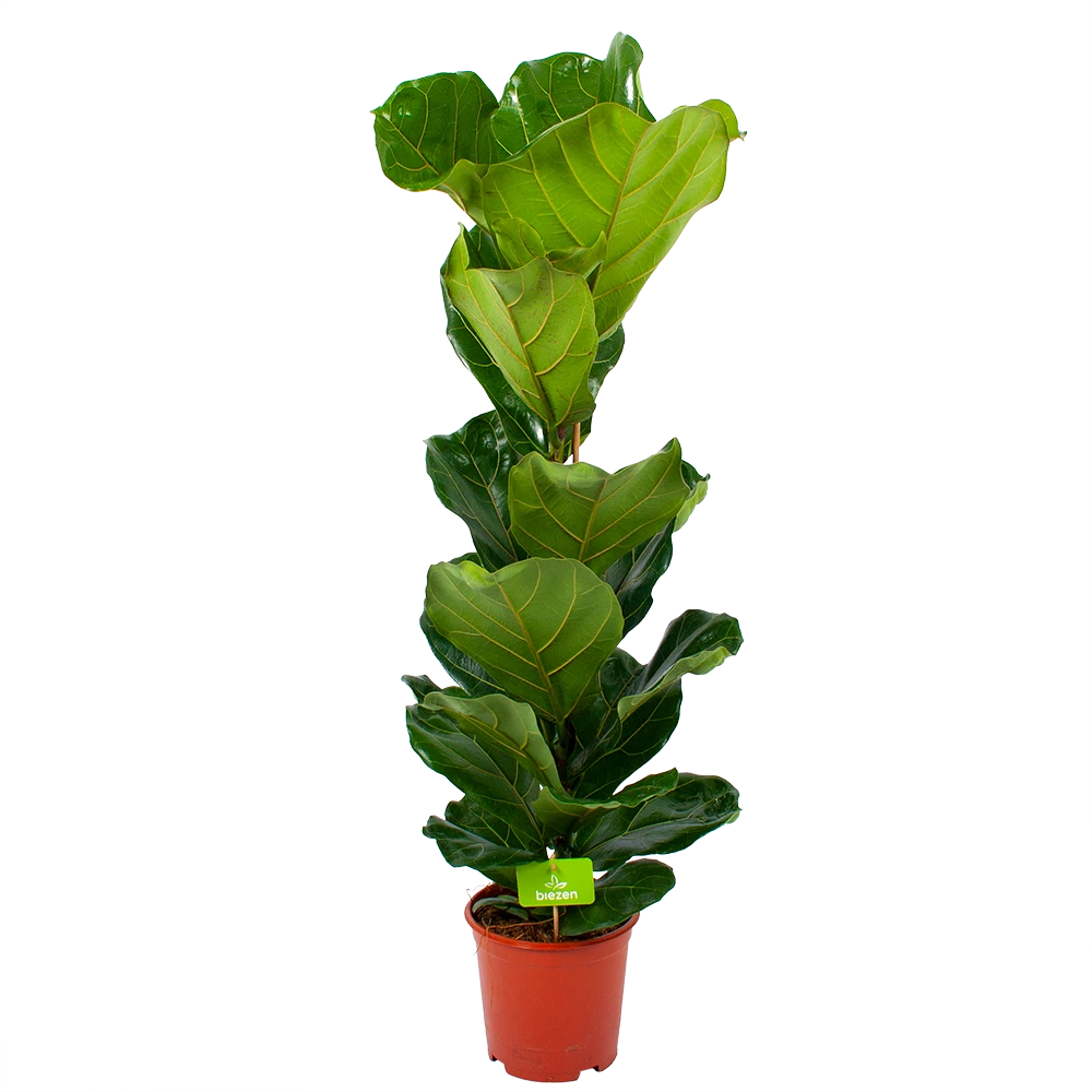 Ficus Lyrata - Tabaksplant - Toef - P21 H90 - Kamerplant 1 Ficus Lyrata - Tabaksplant - Toef - P21 H90 - Kamerplant