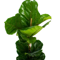 Ficus Lyrata - Tabaksplant - Toef - P21 H90 - Kamerplant 6 Ficus Lyrata - Tabaksplant - Toef - P21 H90 - Kamerplant -Goedkope Tuinbenodigdheden winkel ficus lyrata tabaksplant toef p21 h90 6 1