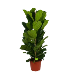 Ficus Lyrata - Tabaksplant - Toef - P35 H150 - Kamerplant