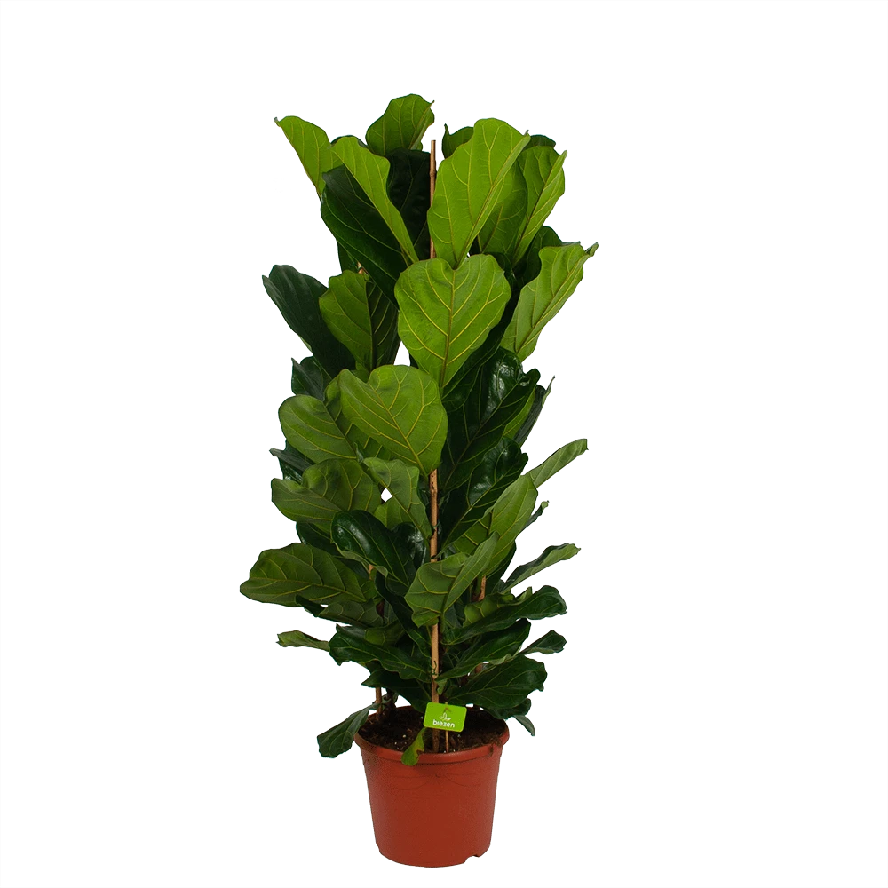 Ficus Lyrata - Tabaksplant - Toef - P35 H150 - Kamerplant 1 Ficus Lyrata - Tabaksplant - Toef - P35 H150 - Kamerplant
