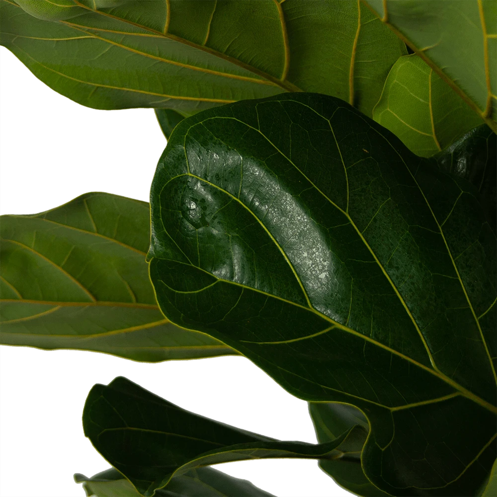 Ficus Lyrata - Tabaksplant - Toef - P35 H150 - Kamerplant 2 Ficus Lyrata - Tabaksplant - Toef - P35 H150 - Kamerplant - Afbeelding 2