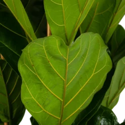 Ficus Lyrata - Tabaksplant - Toef - P35 H150 - Kamerplant 6 Ficus Lyrata - Tabaksplant - Toef - P35 H150 - Kamerplant -Goedkope Tuinbenodigdheden winkel ficus lyrata tabaksplant toef p35 h150 6