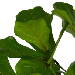Ficus Lyrata Vertakt - Tabaksplant - P27 H140 - Kamerplant -Goedkope Tuinbenodigdheden winkel ficus lyrata vertakt tabaksplant p27 h140 kamerplant 4