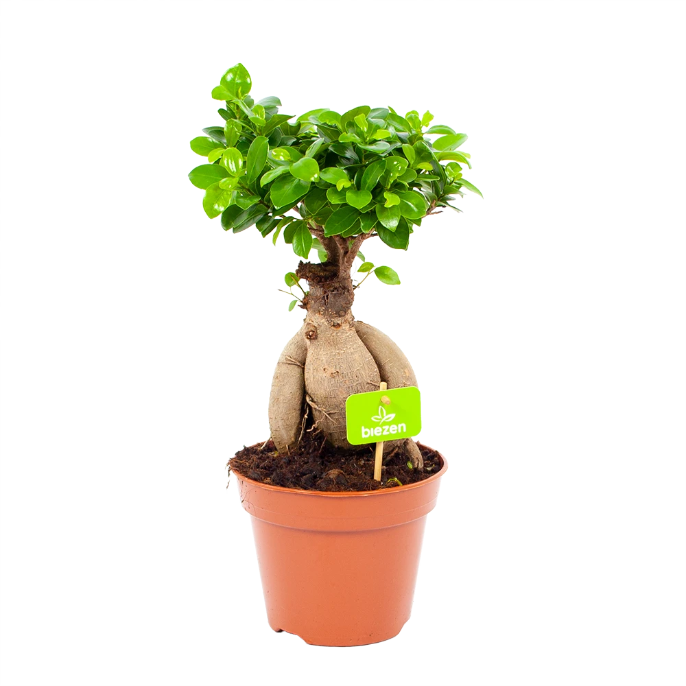 Ficus Microcarpa Ginseng - Bonsai - P17 H40 - Kamerplant 1 Ficus Microcarpa Ginseng - Bonsai - P17 H40 - Kamerplant