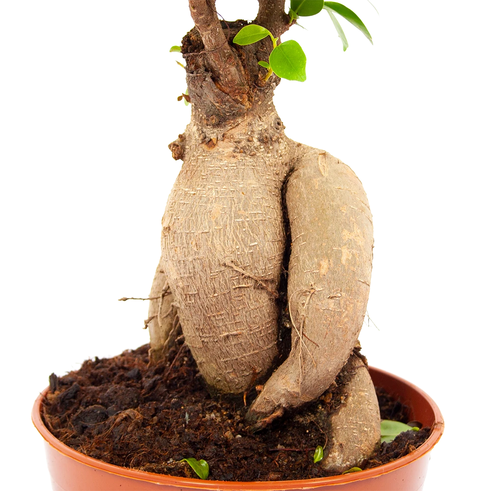 Ficus Microcarpa Ginseng - Bonsai - P17 H40 - Kamerplant 2 Ficus Microcarpa Ginseng - Bonsai - P17 H40 - Kamerplant - Afbeelding 2