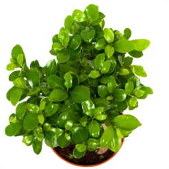 Ficus Microcarpa Ginseng - Bonsai - P17 H40 - Kamerplant 6 Ficus Microcarpa Ginseng - Bonsai - P17 H40 - Kamerplant -Goedkope Tuinbenodigdheden winkel ficus microcarpa ginseng bonsai p17 h40 6