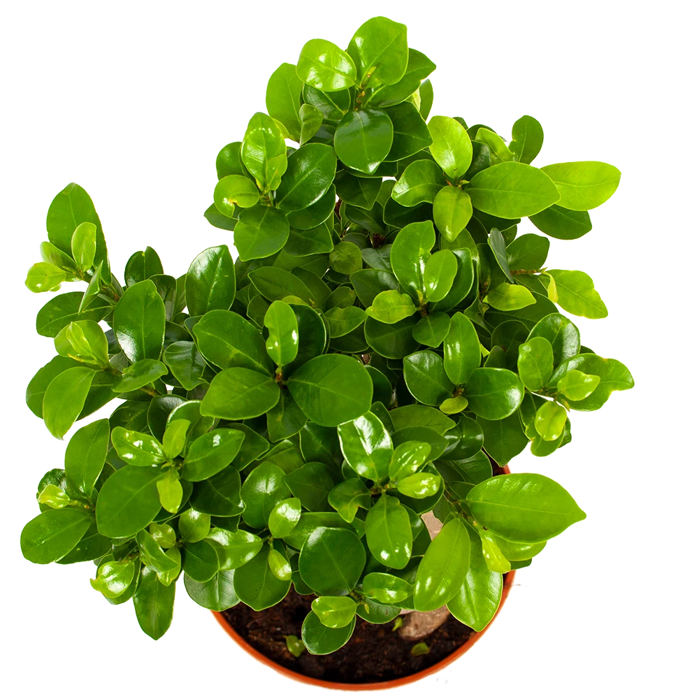 Ficus Microcarpa Ginseng - Bonsai - P17 H40 - Kamerplant 3 Ficus Microcarpa Ginseng - Bonsai - P17 H40 - Kamerplant - Afbeelding 3