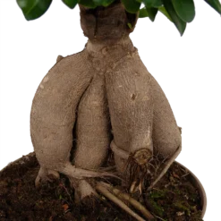 Ficus Microcarpa Ginseng - Bonsai - P20 H45 - Kamerplant 6 Ficus Microcarpa Ginseng - Bonsai - P20 H45 - Kamerplant -Goedkope Tuinbenodigdheden winkel ficus microcarpa ginseng bonsai p20 h45 6