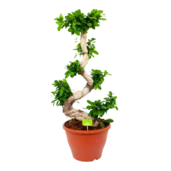 Ficus Microcarpa Ginseng - Bonsai - P29 H90 - Kamerplant