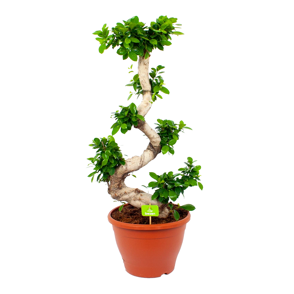 Ficus Microcarpa Ginseng - Bonsai - P29 H90 - Kamerplant 1 Ficus Microcarpa Ginseng - Bonsai - P29 H90 - Kamerplant