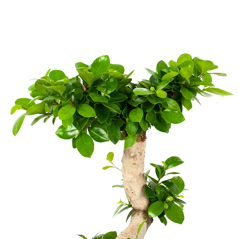 Ficus Microcarpa Ginseng - Bonsai - P29 H90 - Kamerplant 2 Ficus Microcarpa Ginseng - Bonsai - P29 H90 - Kamerplant - Afbeelding 2