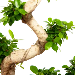 Ficus Microcarpa Ginseng - Bonsai - P29 H90 - Kamerplant 6 Ficus Microcarpa Ginseng - Bonsai - P29 H90 - Kamerplant -Goedkope Tuinbenodigdheden winkel ficus microcarpa ginseng bonsai p29 h90 6