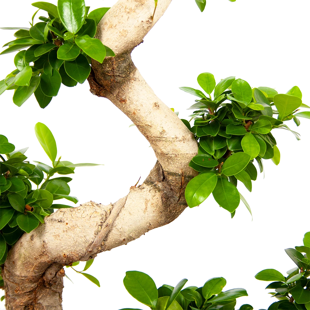 Ficus Microcarpa Ginseng - Bonsai - P29 H90 - Kamerplant 3 Ficus Microcarpa Ginseng - Bonsai - P29 H90 - Kamerplant - Afbeelding 3